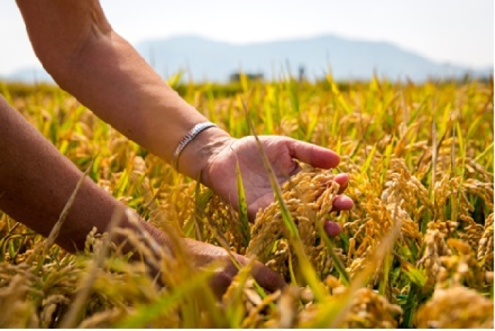Productores de arroz anuncian paro nacional desde el 14 de julio