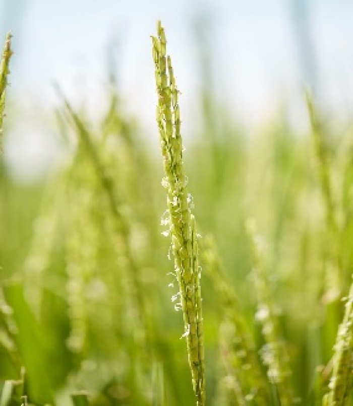 FNG y Fedearroz unen esfuerzos para mejorar acceso al crédito en el sector arrocero