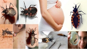 Secretaría de Salud de Yopal reveló cifras y acciones emprendidas para combatir y prevenir el chagas