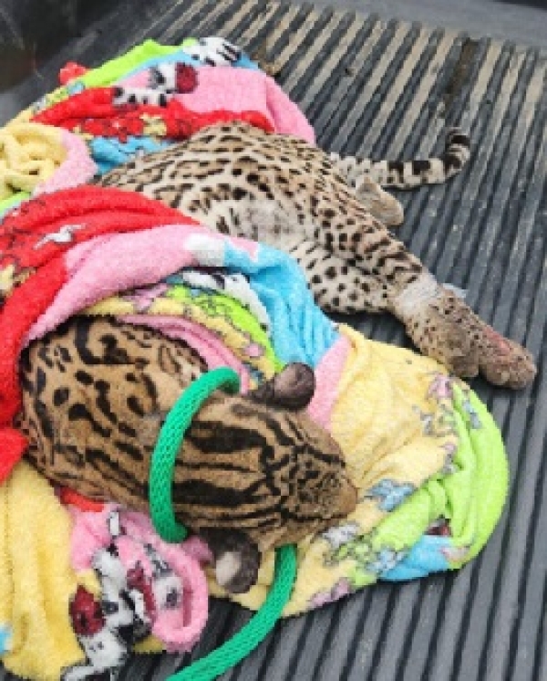 El valor de la vida silvestre no tiene precio: Tigrillo atropellado en zona rural de Trinidad no sobrevivió