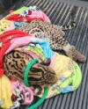 El valor de la vida silvestre no tiene precio: Tigrillo atropellado en zona rural de Trinidad no sobrevivió