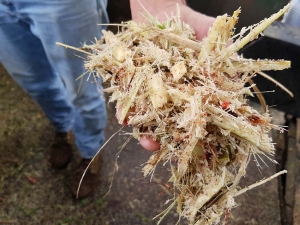 1.100 toneladas de silo de caña gratis para pequeños ganaderos