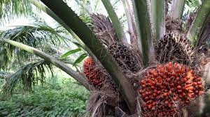 Producción de aceite de palma en lo corrido de 2022 continúa creciendo frente al mismo periodo de 2021