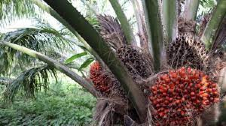 Producción de aceite de palma en lo corrido de 2022 continúa creciendo frente al mismo periodo de 2021