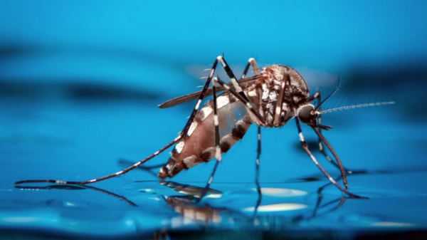 En agosto aumentarán los casos de dengue en Casanare