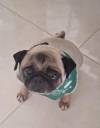 Dueño de perro pug denuncia negligencia de guardería "Aldea Canina" en Yopal
