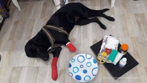 Judicializan a hombre que le habría generado cortaduras en las patas delanteras a un perro labrador en Aguazul