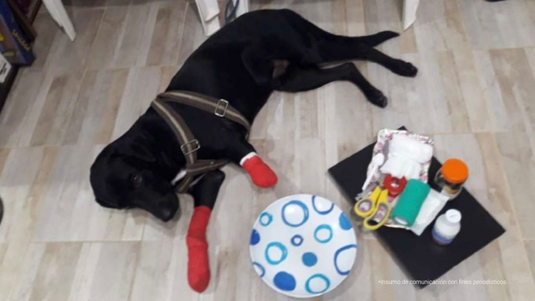 Judicializan a hombre que le habría generado cortaduras en las patas delanteras a un perro labrador en Aguazul