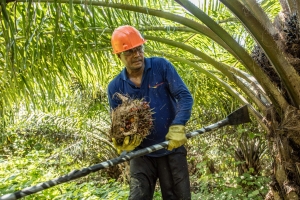 Afectaciones a la actividad palmera por el bloqueo de diferentes vías de Santander