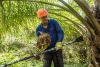 Afectaciones a la actividad palmera por el bloqueo de diferentes vías de Santander