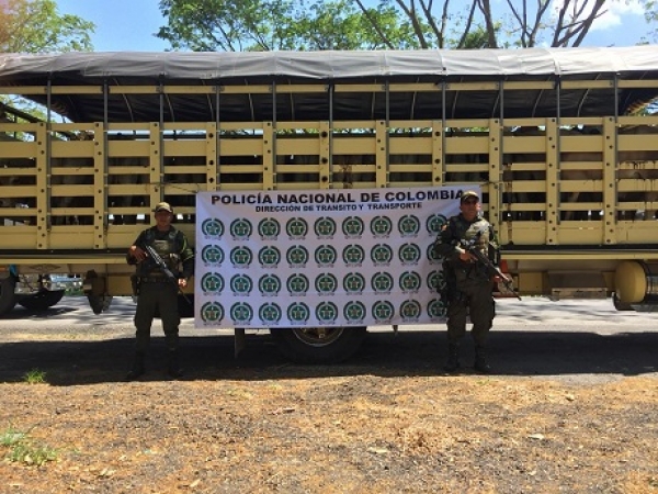 Incautados 20 semovientes bovinos en la vía a Paz de Ariporo