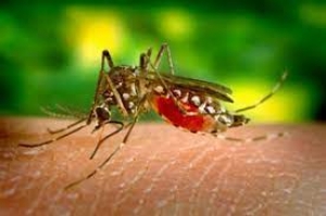 Llamado a instituciones educativas de Casanare para que se unan a intensificar acciones contra el dengue