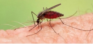 11 casos de Malaria se han registrado en Casanare en 2023