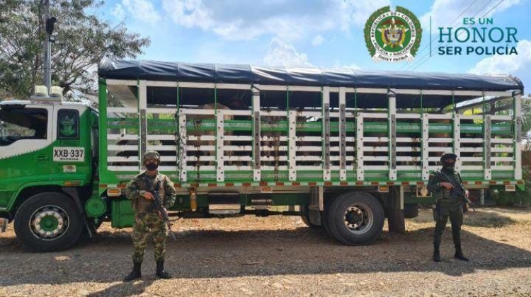Recuperan 16 semovientes en la vereda el Cedral del municipio de Hato Corozal