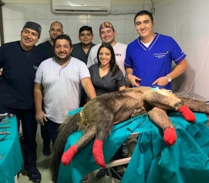 Oso hormiguero rescatado en la vía fue operado por profesores unitropistas