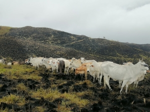 Liquidado el incendio forestal presentado en cerros de las veredas Las Camelias y Capilla de Hato Corozal