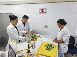 En Unitròpico estudiantes de Ingeniería Agroindustrial fabrican platos biodegradables con la corona de la piña