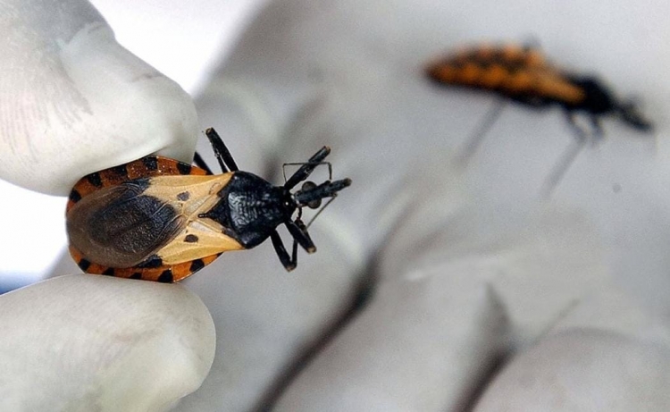 Se detectó un caso de Enfermedad de Chagas agudo en San Luis de Palenque