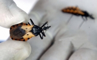 Se detectó un caso de Enfermedad de Chagas agudo en San Luis de Palenque