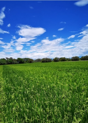 En consejo nacional del arroz sobre incentivo al almacenamiento, fortalecen estabilidad del sector