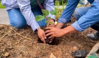 Yopal avanza en su plan de reforestación con siembra de árboles nativos