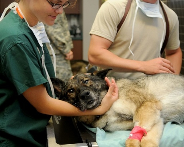 Más de 80 perros y gatos fueron esterilizados en albergue de Yopal