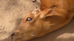 Nuevo caso de rabia bovina se presentó al sur de Casanare