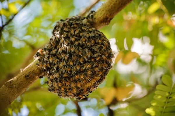 Ignoradas 3 personas mientras eran atacadas por abejas en la vía Yopal - Punto Nuevo