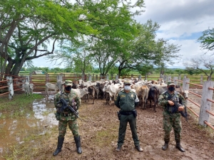 Con alteración en la remarcación de los hierros fueron encontrados semovientes bovinos en Paz de Ariporo