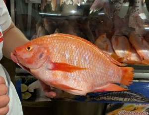 Secretaría de Salud hace recomendaciones a la hora de comprar pescado para evitar intoxicaciones