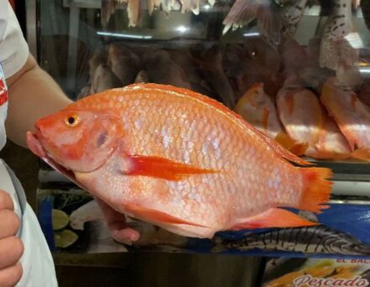 Secretaría de Salud hace recomendaciones a la hora de comprar pescado para evitar intoxicaciones