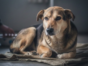 Gobernación pidió que los casos de maltrato animal no queden en la impunidad