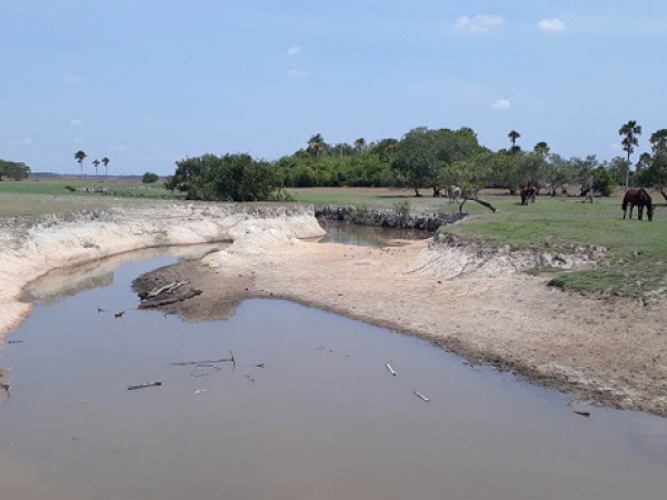 Visita a caño La Fortaleza donde hubo mortandad de peces hizo Corporinoquia