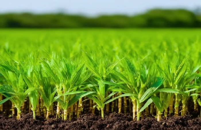 Caída en los precios del arroz tiene a los productores en máxima alerta