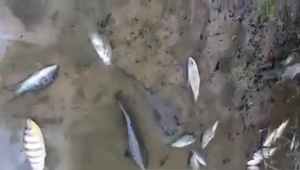 Denuncian mortandad de peces en caño Mare Mare entre Yopal y Orocué