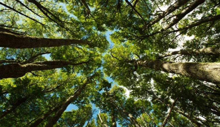 Portal de la Transparencia Ambiental de GeoPark: Un Compromiso con la Conservación de la Biodiversidad