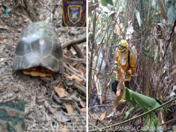 Incendio forestal en zona rural de Tauramena afectó fauna silvestre que habitaba el lugar