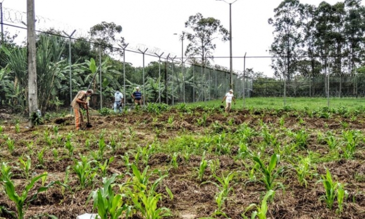 En cárcel La Guafilla de Yopal reclusos cosechan sus propios alimentos