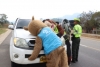 Ceda el paso: Corporinoquia entregó recomendaciones para evitar accidentes con fauna silvestre en las carreteras