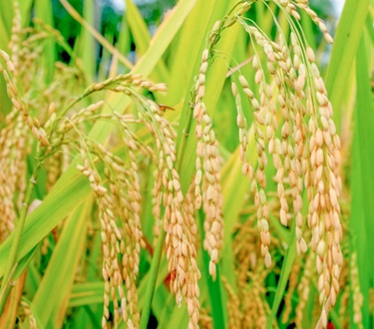 Fedearroz pide precio justo para productores de arroz durante la cosecha que se avecina