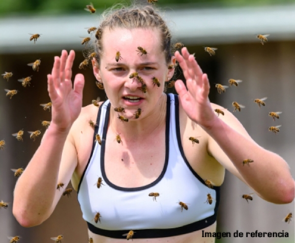 Abejas generan pánico en centro deportivo Los Hobos