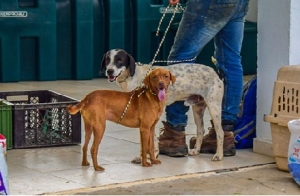 Yopal completó 310 esterilizaciones de mascotas en primer semestre