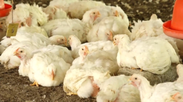 Colombia exporta carne de pollo a Japón por primera vez en su historia