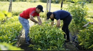 500 árboles serán plantados en el jarillón que protege la vereda Elvecia
