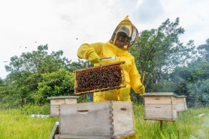 Familias rurales de Casanare implementan proyectos apícolas como incentivos a la conservación del medio ambiente