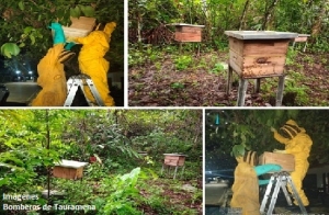 Ejemplo de cuidado ambiental: Bomberos de Tauramena cuenta con un refugio para abejas africanizadas