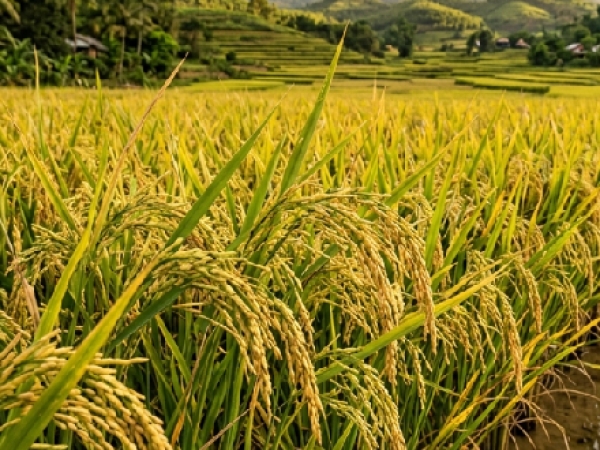 Fedearroz alerta sobre estafas y solicitudes fraudulentas a nombre de su gerente general