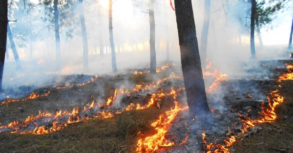 Invitan a conformar la Red de Vigia Rural contra incendios forestales en Aguazul