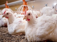 Colombia suspende importación de aves y productos avícolas desde Brasil por brote de gripa aviar