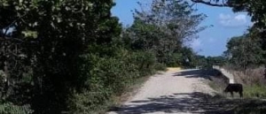 27 cuerpos han sido encontrados en jurisdicción de Fortul, Saravena y Arauquita, y Cubará, Boyacá.